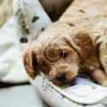 How to handle your high-energy dog
